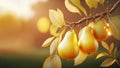 Branch with natural pears on blurred background of pears orchard