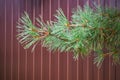 Branch of natural Picea Pungens conifer tree or Colorado Blue Spruce with rain drops close up on brown metall fence background