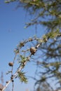 Larix evergreen tree Royalty Free Stock Photo
