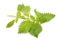 Branch nettle leaves