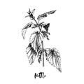 Branch of Nettle. Medicinal herb