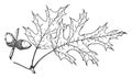 Branch of Northern Pin Oak vintage illustration