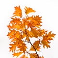 Branch of northern red oak with autumn orange leaves Royalty Free Stock Photo