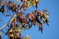 Branch of Norway maple Acer platanoides tree with young purple leaves and yellow flowers against blue sky Royalty Free Stock Photo