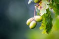 Branch of oak with acorns and green leaves on a blurred background Royalty Free Stock Photo
