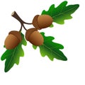 Branch with oak leaves and acorns on a white background. Royalty Free Stock Photo