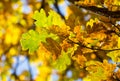 Branch oak leaves Royalty Free Stock Photo