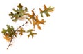 Branch Oak Leaves Royalty Free Stock Photo