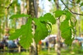 Branch with oak leaves. Macro photo Royalty Free Stock Photo