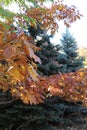 A branch of an oak`s tree with orange leaves