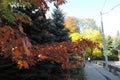 A branch of an oak`s tree with orange leaves