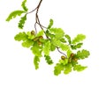 Branch of oak tree with green leaves and acorns on a white background Royalty Free Stock Photo
