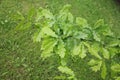 Branch of oak tree with green leaves on the background of grass, on a spring day in Kaunas, Lithuania Royalty Free Stock Photo