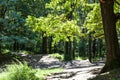 branch of oak tree illuminated by sun in forest Royalty Free Stock Photo