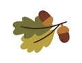 Branch of oak tree with leaves and acorns in shells. Oaknuts, nuts in caps. Colored flat vector illustration isolated on Royalty Free Stock Photo