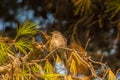 Branch Observers: Spotted Flycatcher Birds Perched on a Branch