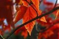 Branch Obstructed Red Maple Leaf