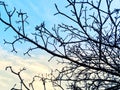 Branch off dead tree with morning sky background Royalty Free Stock Photo