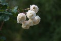 Branch with old fashioned white rose flowers in garden against a dark green background, copy space, selected focus, narrow depth