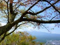 Branch old sakura tree. Fuji view from the top of the mountain TenjoYama. Mount Fujiyama in the background