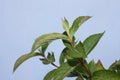 Branch of oldfashioned weigela (Weigela florida) close-up Royalty Free Stock Photo