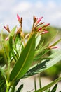 A branch of Oleander Nerium oleander plant flowers,