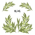 Branch of olive with fruits. The inscription Oliva. Vector print design illustration.