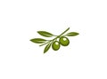 Branch of olive with olive and green leaves for logo