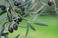 Branch of an olive tree with black ripe olives