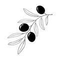 Branch olive tree. Black and white outline silhouette. Vector Royalty Free Stock Photo