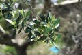 branch of olive tree in bloom Royalty Free Stock Photo