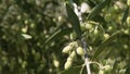 Branch of olive tree with fruits and leaves and defocused garden, natural agricultural food background. Horizontal with Royalty Free Stock Photo