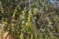 Branch of olive tree with fruits and leaves, natural agricultural food Royalty Free Stock Photo