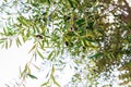 Branch of olive tree with fruits and leaves, natural agricultural food Royalty Free Stock Photo