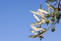 Branch of an olive tree with green olives Royalty Free Stock Photo