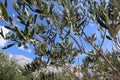 Branch of an olive tree with green olives on a background of a bright blue sky with clouds and mountains Royalty Free Stock Photo