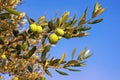 Branch of olive tree with leaves and fruits against blue sky Royalty Free Stock Photo