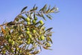 Branch of olive tree with leaves and fruits against sky Royalty Free Stock Photo