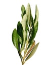 Branch of olive tree Olea Europeaea with green tall skinny leaves, white background Royalty Free Stock Photo