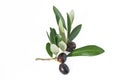 Branch with olives