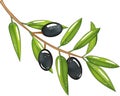 Branch with olives, black olives, green leaves, isolated food, vegetable vector, product for the manufacture of olive oil, designe