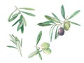 Branch olives with fruits and leaves set watercolor illustration