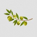 Branch Olives With Leaf Isolated Transparent Background Royalty Free Stock Photo