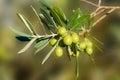 Branch with olives on olive tree Royalty Free Stock Photo