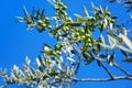 Branch with olives on olive tree Royalty Free Stock Photo