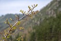 Branch with opening buds in mounains. Royalty Free Stock Photo