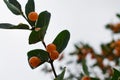 A branch with orange berries and green flowers against the blue sky. background with blank space for text Royalty Free Stock Photo