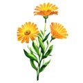 Branch of orange calendula officinalis. Marigold flowers or ruddles with leaves isolated, close up, hand drawn Royalty Free Stock Photo