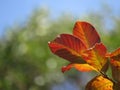 Orange, green and yellowish leafs in a blue sky background with bokeh features Royalty Free Stock Photo