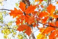 Branch with orange leaves of Red Oak tree close up Royalty Free Stock Photo